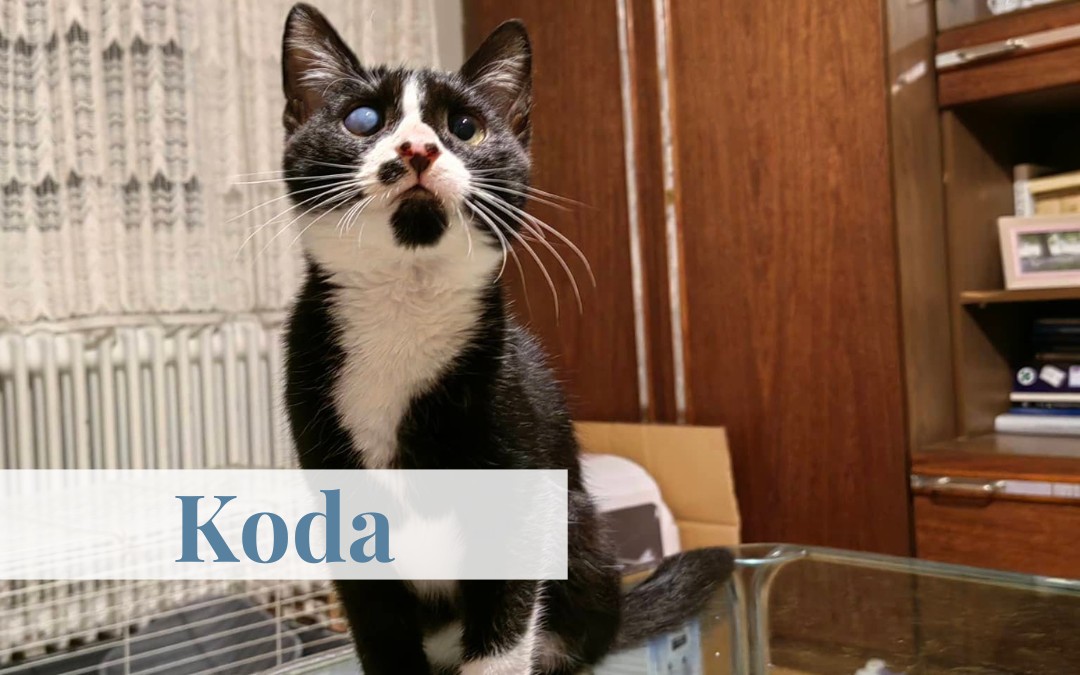 Koda