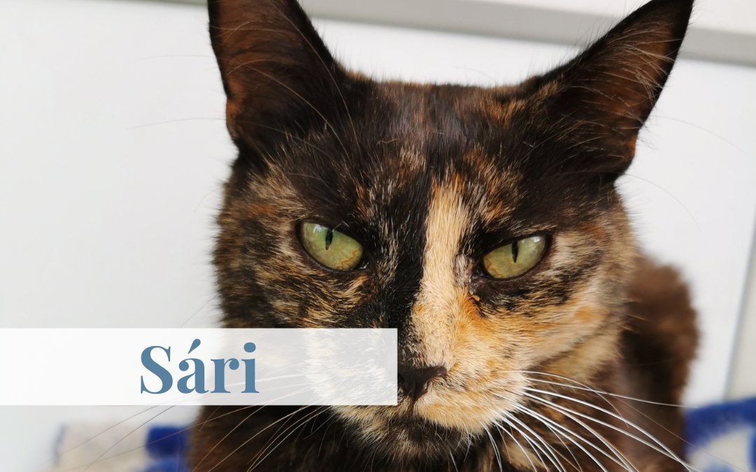 Sári